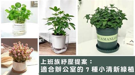 辦公室小植物|辦公室植物推薦這5款，好養、好看又招財開運！腎蕨。